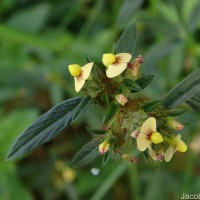 Stylosanthes fruticosa (Retz.) Alston